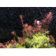 Ротала Блуд Ред (Rotala Blood Red)