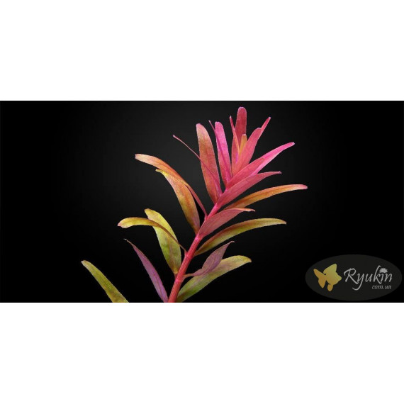 Ротала Блуд Ред (Rotala Blood Red)