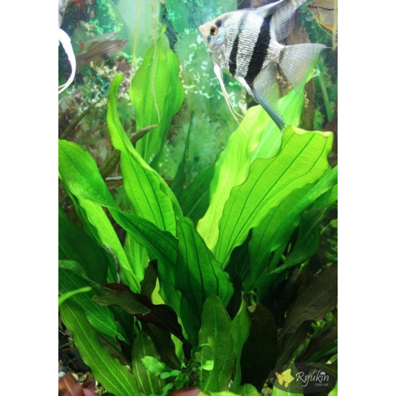 Эхинодорус Филиппова Верховный Озеленитель (Echinodorus Supreme Gardener)