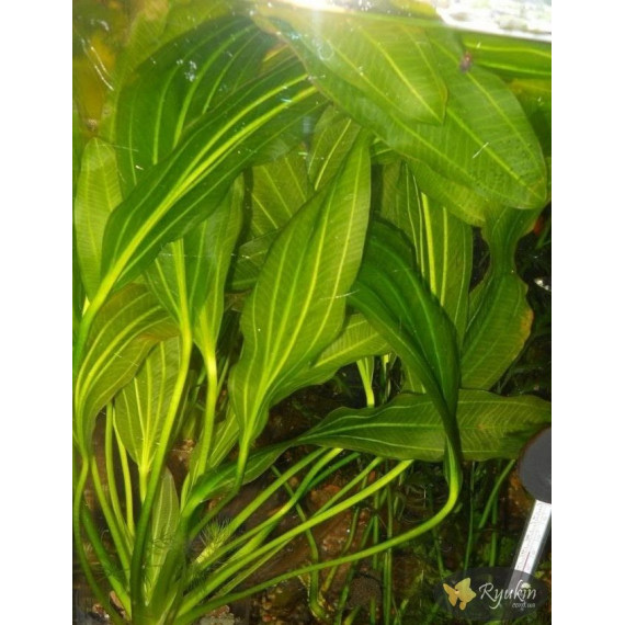 Эхинодорус Филиппова Верховный Озеленитель (Echinodorus Supreme Gardener)