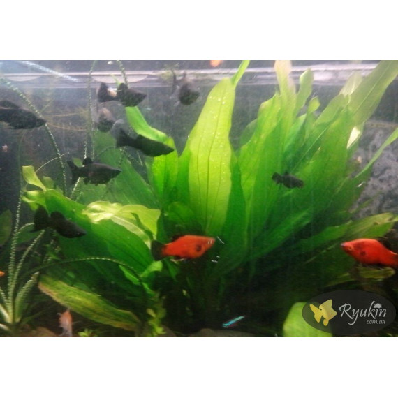 Эхинодорус Филиппова Верховный Озеленитель (Echinodorus Supreme Gardener)