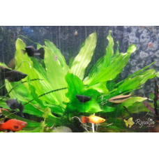 Эхинодорус Филиппова Верховный Озеленитель (Echinodorus Supreme Gardener)