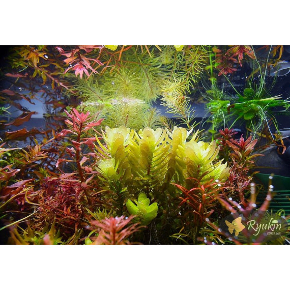 Ротала Сах’ядріка (Rotala Sahyadrica)