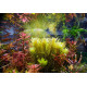 Ротала Сах’ядріка (Rotala Sahyadrica)