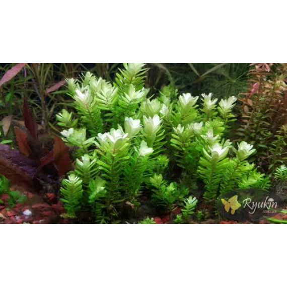 Ротала Сах’ядріка (Rotala Sahyadrica)