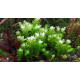Ротала Сах’ядріка (Rotala Sahyadrica)