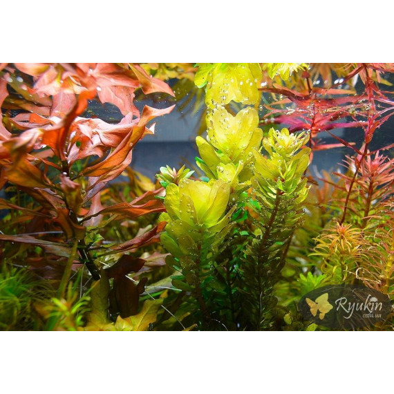 Ротала Сах’ядріка (Rotala Sahyadrica)