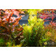 Ротала Сах’ядріка (Rotala Sahyadrica)