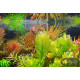 Ротала Сах’ядріка (Rotala Sahyadrica)