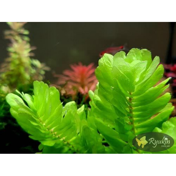 Ротала Сах’ядріка (Rotala Sahyadrica)