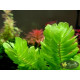 Ротала Сах’ядріка (Rotala Sahyadrica)