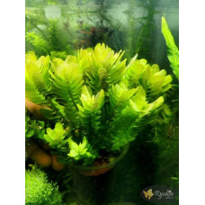 Ротала Сах’ядріка (Rotala Sahyadrica)