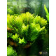 Ротала Сах’ядріка (Rotala Sahyadrica)