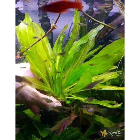 Эхинодорус Филиппова Верховный Озеленитель (Echinodorus Supreme Gardener)