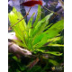 Эхинодорус Филиппова Верховный Озеленитель (Echinodorus Supreme Gardener)