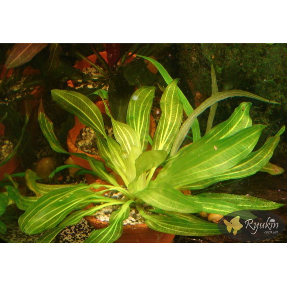 Эхинодорус Филиппова Верховный Озеленитель (Echinodorus Supreme Gardener)