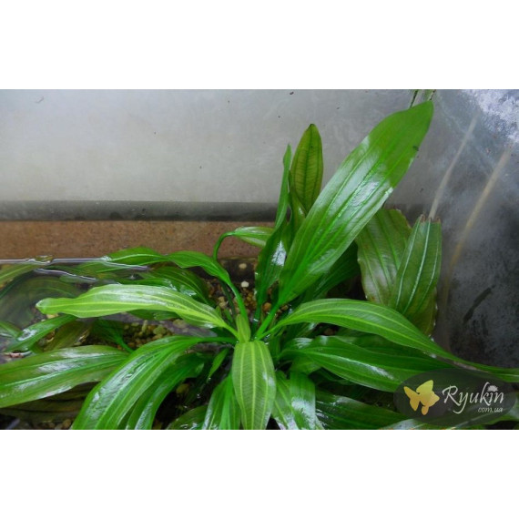 Эхинодорус Филиппова Верховный Озеленитель (Echinodorus Supreme Gardener)