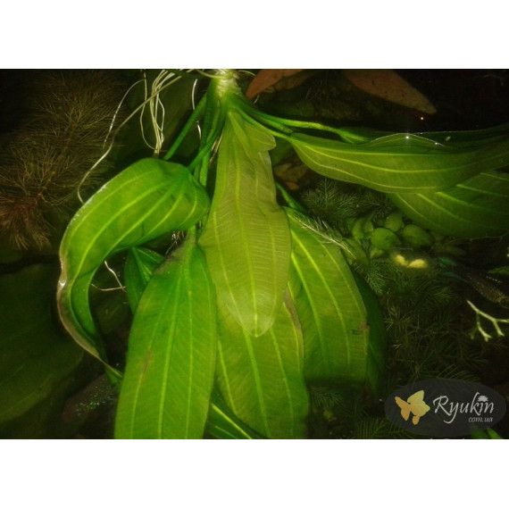 Эхинодорус Филиппова Верховный Озеленитель (Echinodorus Supreme Gardener)