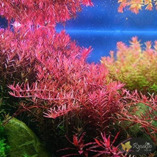 Ротала Блуд Ред (Rotala Blood Red)