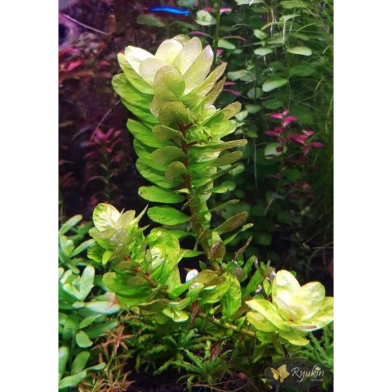 Ротала Сах’ядріка (Rotala Sahyadrica)