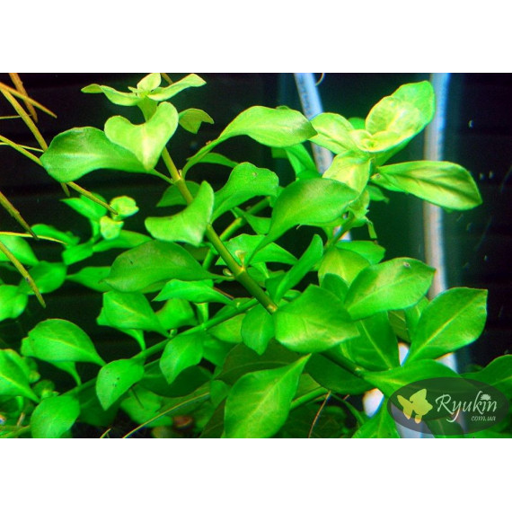 Людвигия Зеленая (Ludwigia Green)