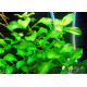 Людвигия Зеленая (Ludwigia Green)