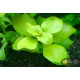Людвигия Зеленая (Ludwigia Green)