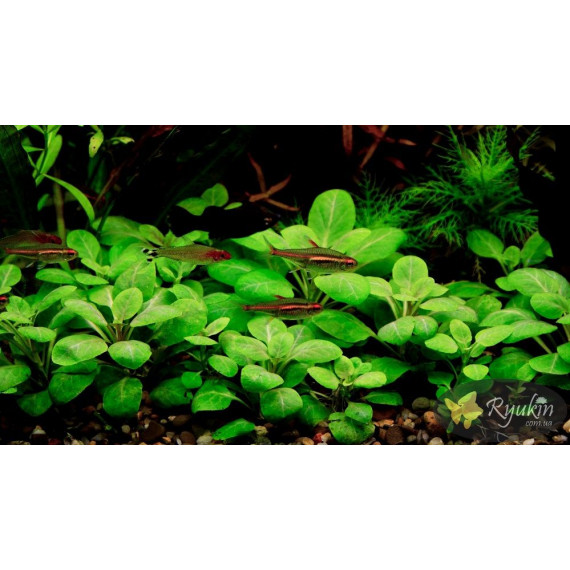 Лобелія Міні (Lobelia Mini)