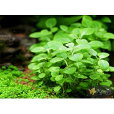 Лобелія Міні (Lobelia Mini)