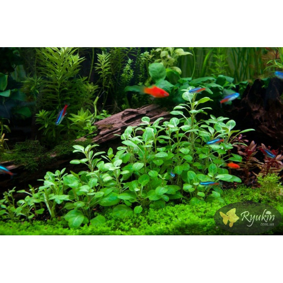 Лобелія Міні (Lobelia Mini)