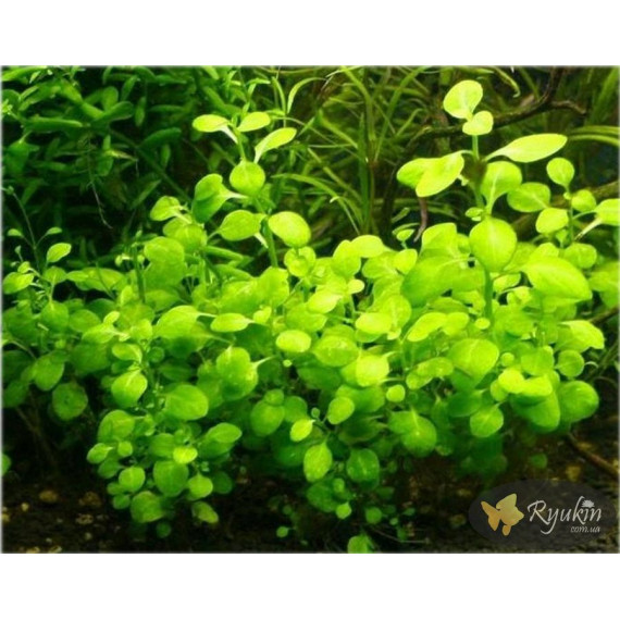 Лобелія Міні (Lobelia Mini)