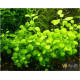Лобелія Міні (Lobelia Mini)