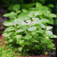 Лобелія Міні (Lobelia Mini)