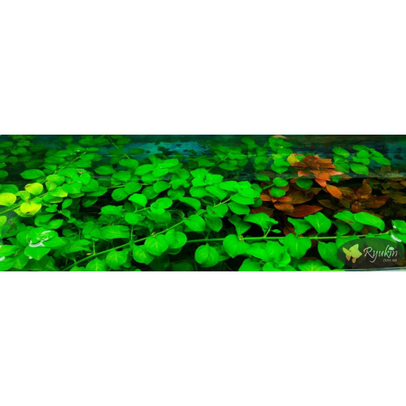 Людвигия Зеленая (Ludwigia Green)