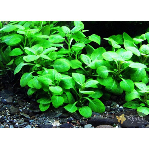 Лобелія Міні (Lobelia Mini)