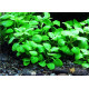 Лобелія Міні (Lobelia Mini)