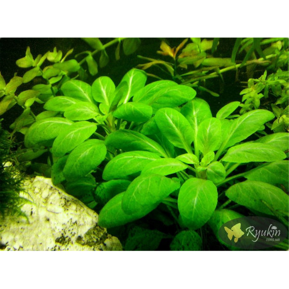 Лобелия Кардинальская (Lobelia Cardinalis)