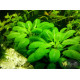 Лобелия Кардинальская (Lobelia Cardinalis)
