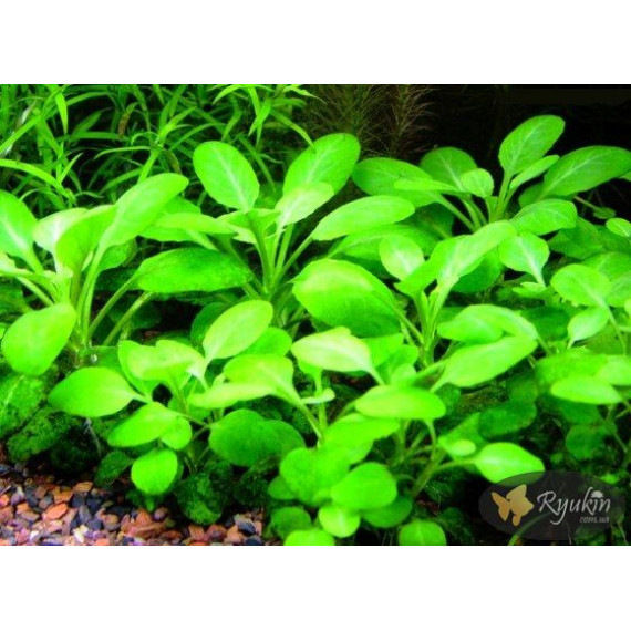 Лобелія Міні (Lobelia Mini)