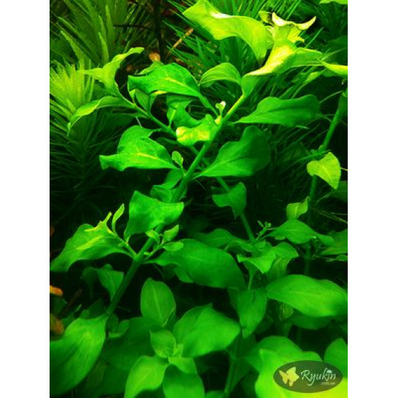 Людвигия Зеленая (Ludwigia Green)
