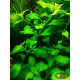Людвигия Зеленая (Ludwigia Green)
