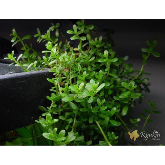 Бакопа Моньє (Bacopa Monnieri)