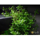 Бакопа Моньє (Bacopa Monnieri)