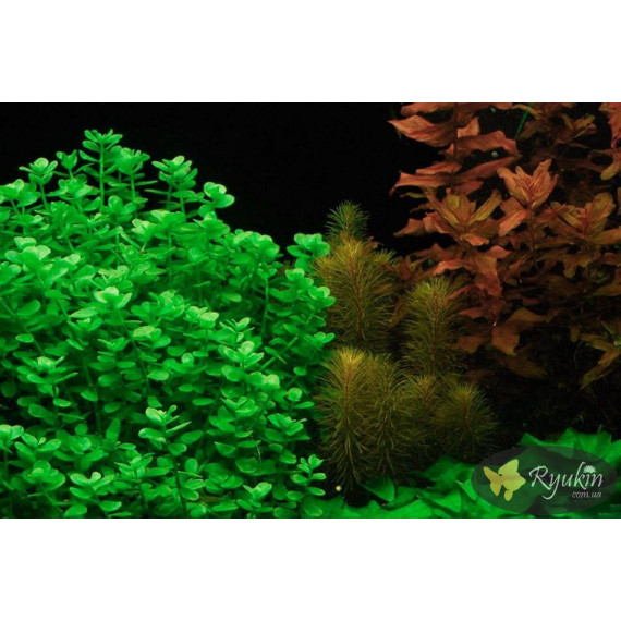 Бакопа Моньє (Bacopa Monnieri)
