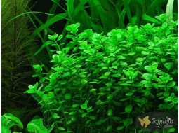 Бакопа Монье (Bacopa Monnieri)