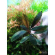 Bucephalandra sp. Deep Purple, Kapuas