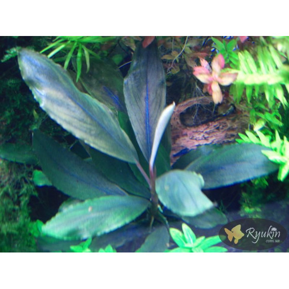 Bucephalandra sp. Deep Purple, Kapuas