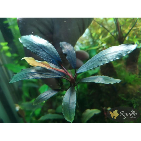 Bucephalandra sp. Deep Purple, Kapuas