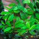 Bucephalandra sp. Shine Green