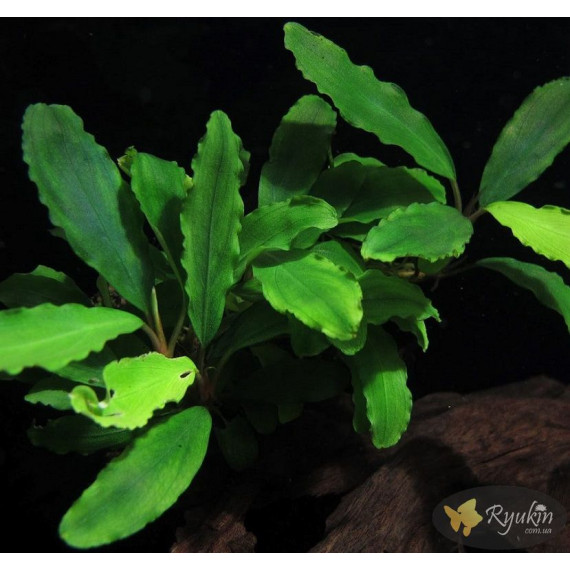 Bucephalandra sp. Shine Green